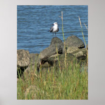 Two Gulls Poster