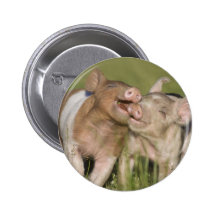 Two Happy Piglets Pins