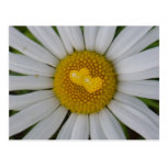Two hearts on marguerite post card