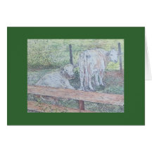 two heifers card