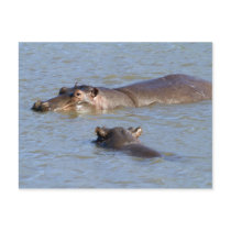 Two hippos in a river, Kruger National Park, Postcard