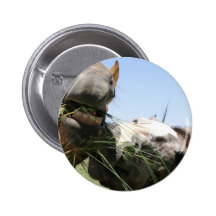 Two horses eating together pinback button
