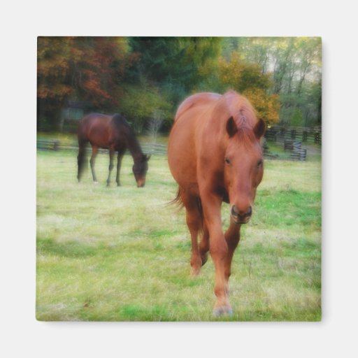 Two Horses on Farm Field Fridge Magnet