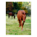 Two Horses on Farm Field Postcards