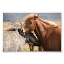 Two horses Photo