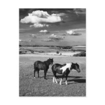 Two Horses Post Cards