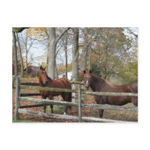 Two Horses! Post Cards