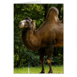 Two Humped Camel Greeting Card