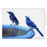 Two Jays Greeting Cards