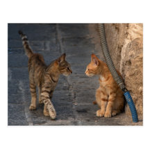 Two Kittens Postcard