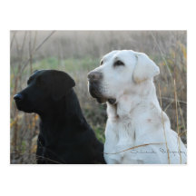Two Labs Postcard