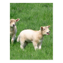 Two Lambs Post Cards