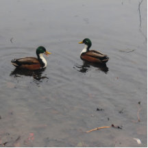 Two little Ducks Cut Out