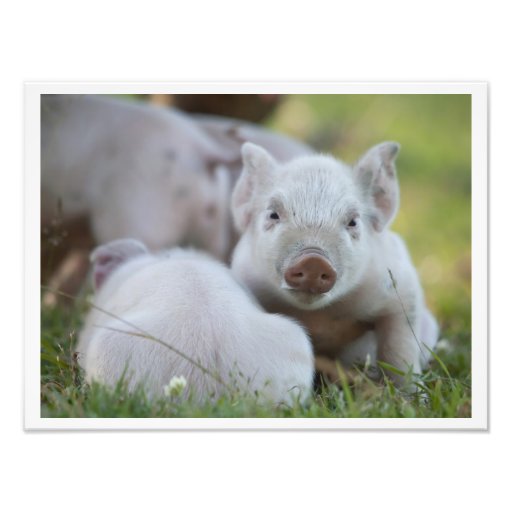 Two Little Pigs Photo Print