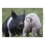 Two Little Pigs; Piglets - Cute Funny Baby Animals Greeting Card