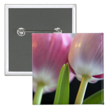 Two Lovely Pink Tulips