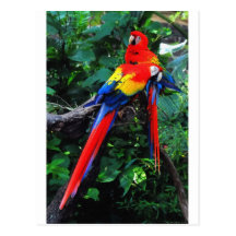 Two Macaws Post Card