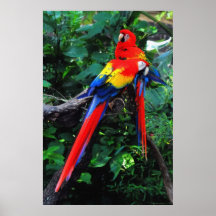 Two Macaws Posters