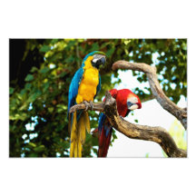 Two Macaws Print Photographic Print
