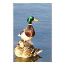 Two mallards stationery
