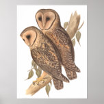 Two Masked Barn Owls posters