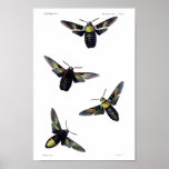 Two moths print