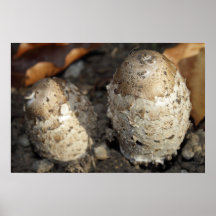 Two Mushrooms Print