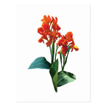 Two Orange Cannas Postcards