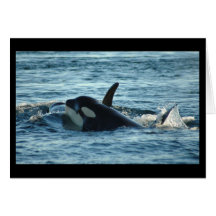 Two Orcas Greeting Card