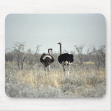 Two ostriches mouse pads
