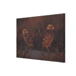 Two Owls on Sand Stretched Canvas Print
