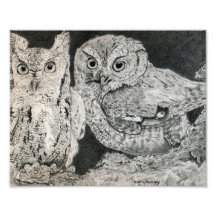 two owls photograph