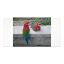 Two Parrots Visiting Personalized Photo Card