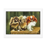 Two Pekingese Dogs postcards