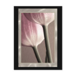 Two PinkTulips Raindrops, photography, template postcards