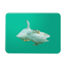 two playful happy geese in colour background rectangle magnets