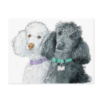 Two Poodles Postcard
