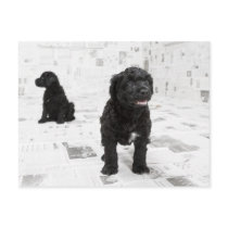 Two Portuguese Water Dog puppies in a room Post Cards