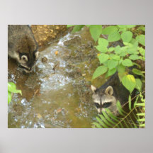 Two Racoons Poster