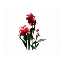 Two Red Canna Post Cards