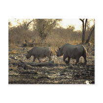 Two rhinos post cards