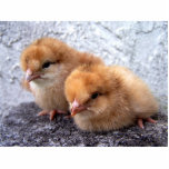 two rhode island red chicks photo photo cutouts