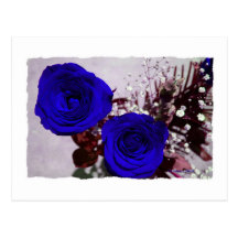 Two roses bleu coloured with baby's breath back postcard
