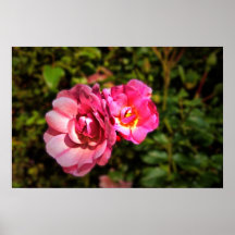 Two roses, canvas poster