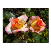 Two Roses Postcard