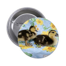 two rouen ducklings facing right one standing pin