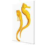 Two Sea Horses shoot on a white background in a Canvas Print