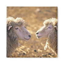 Two Sheep Magnet