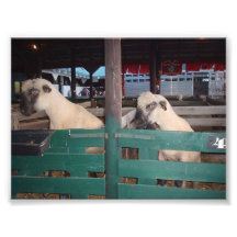 Two Sheep Peeking Over a Fence Photo