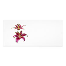Two Stargazer Lilies Full Color Rack Card